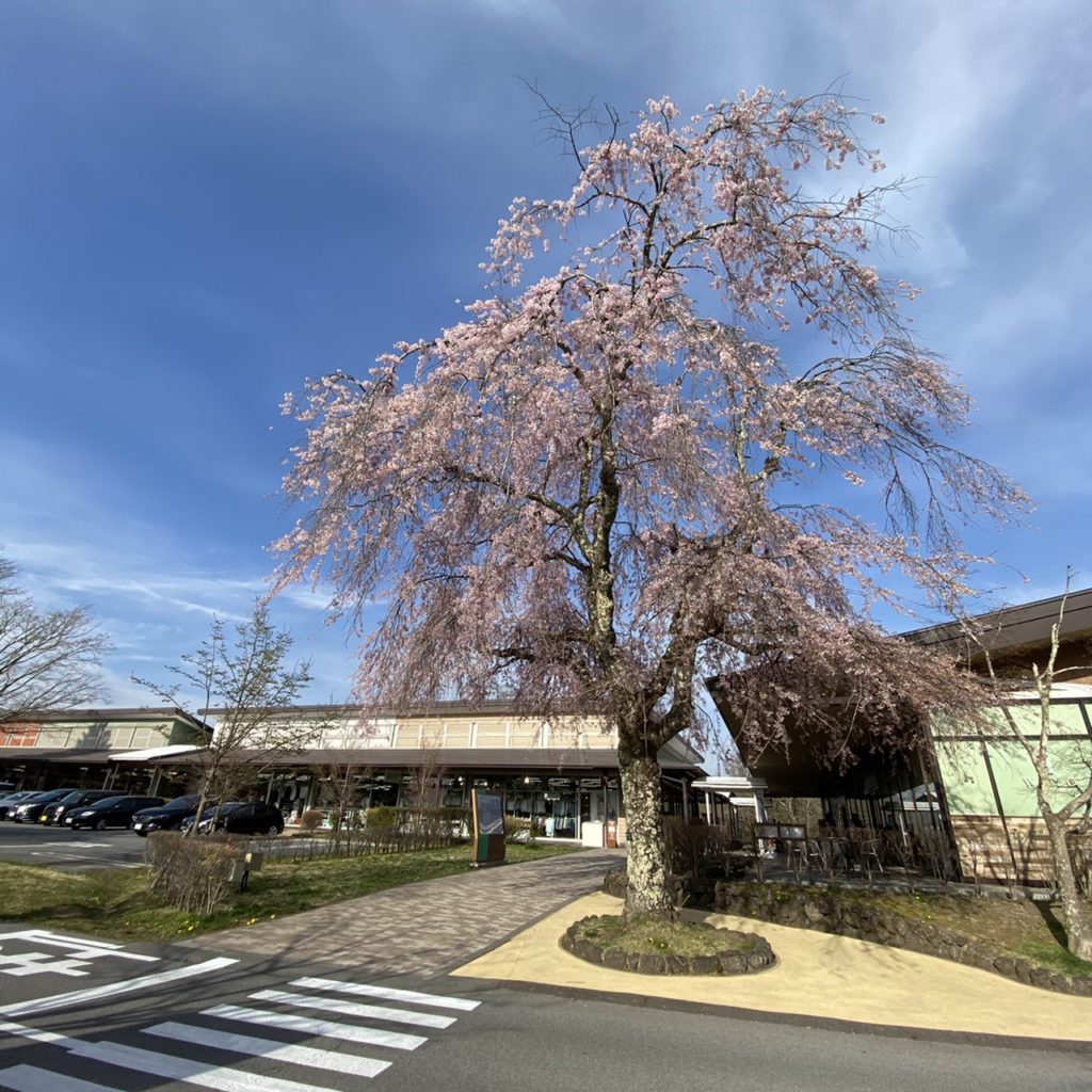 軽井沢 プリンスショッピングプラザ 桜
