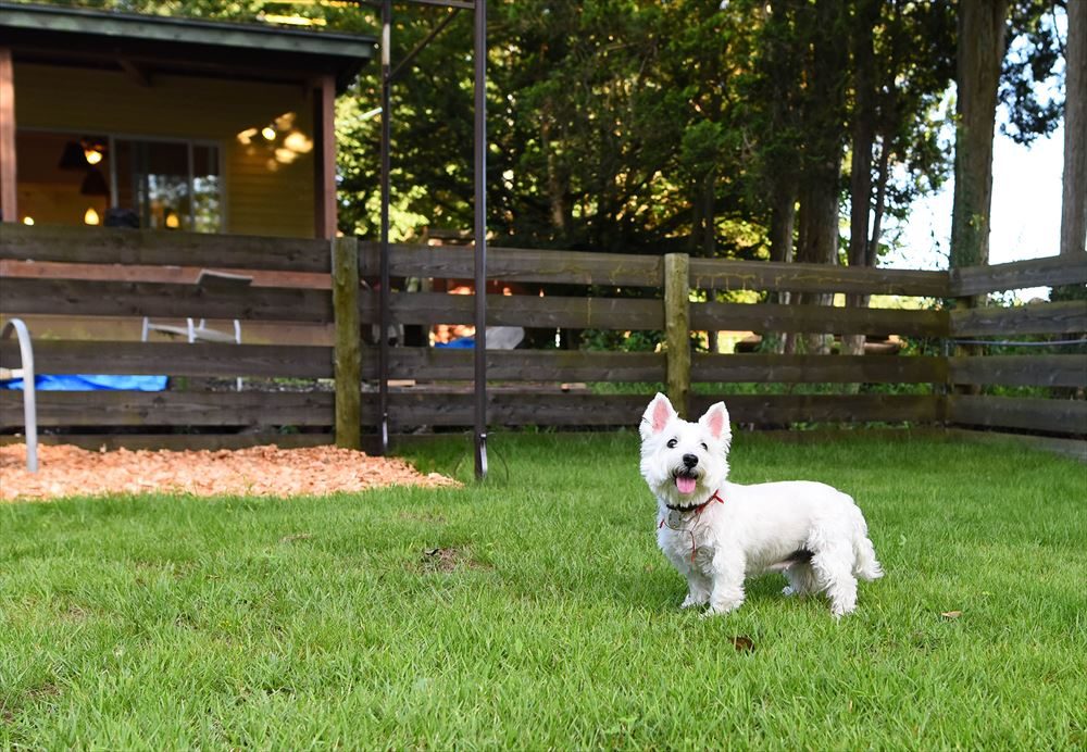 軽井沢　ドックラン　jennie